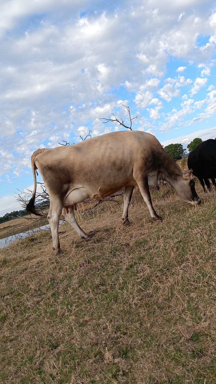 Rowella Cherry Farm | 70 Clarks Rd, Rowella TAS 7270, Australia | Phone: 0400 078 293