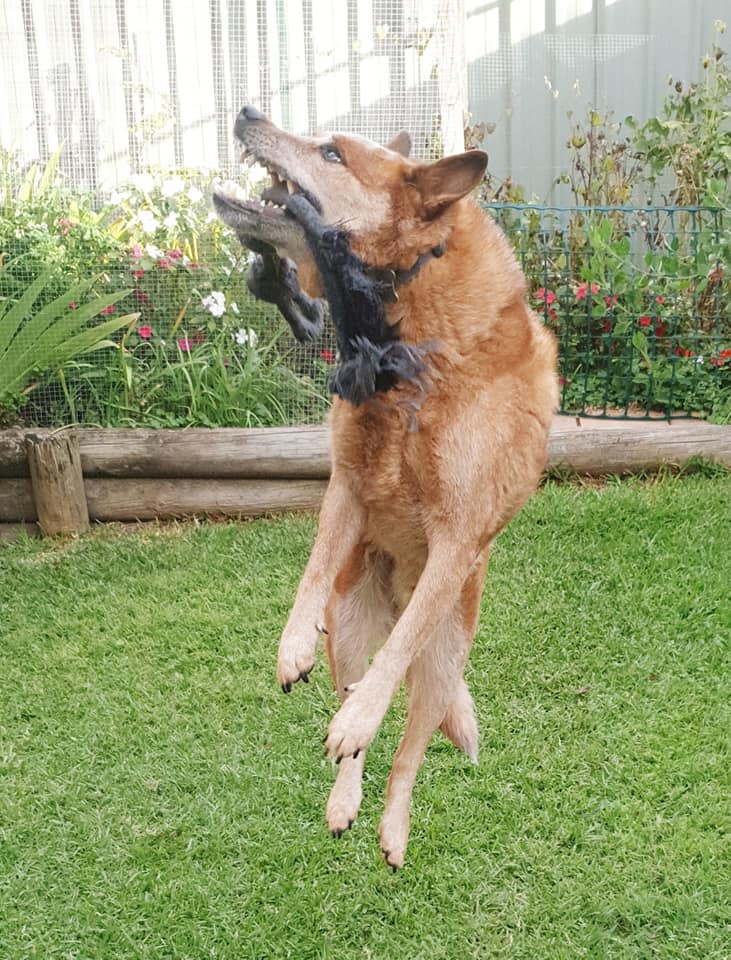 K9 Walkers | 19+ years in business, Ourimbah NSW 2258, Australia | Phone: 0418 224 692