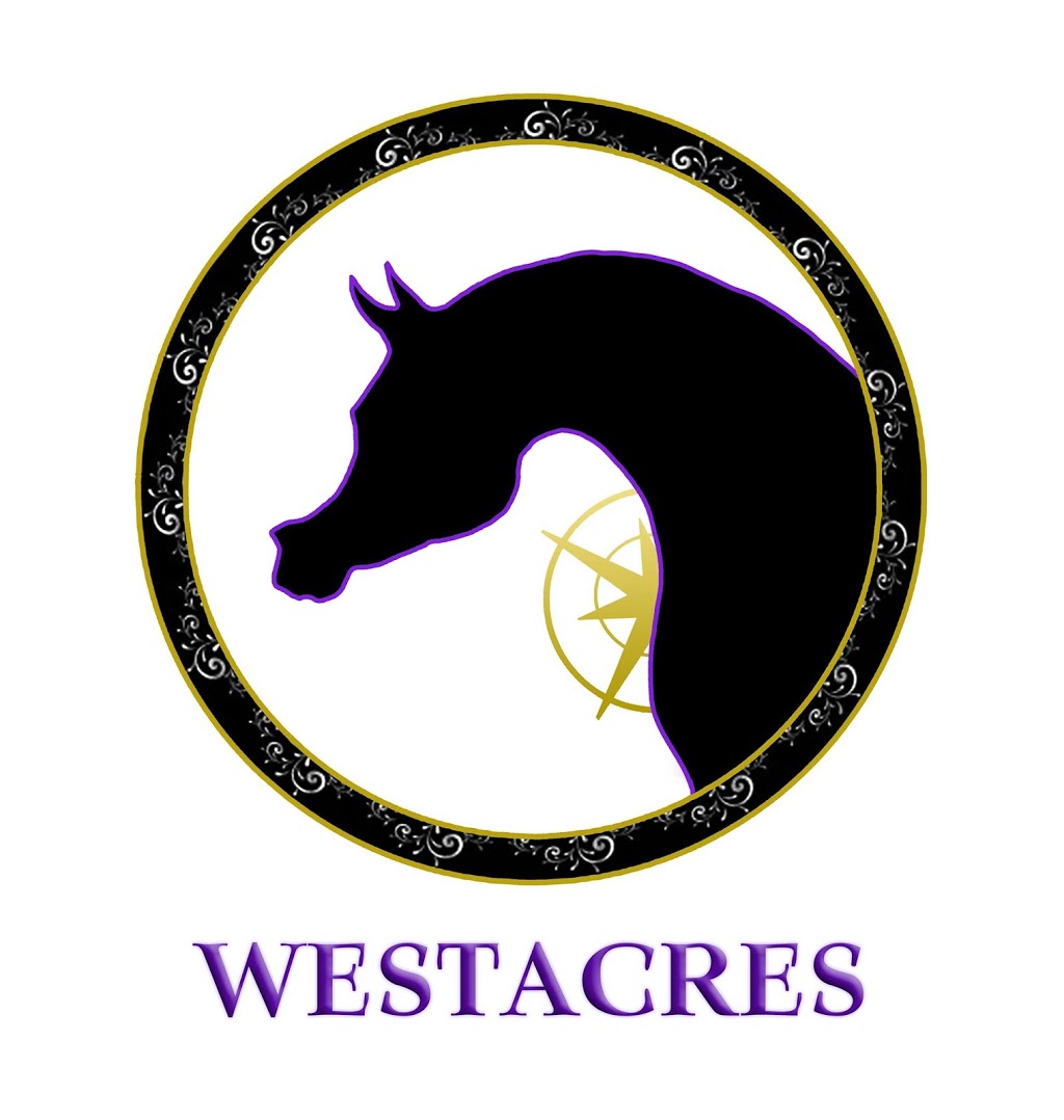 Westacres Arabians | 7 Trickeys Rd, Yarragon VIC 3823, Australia | Phone: 0419 346 218