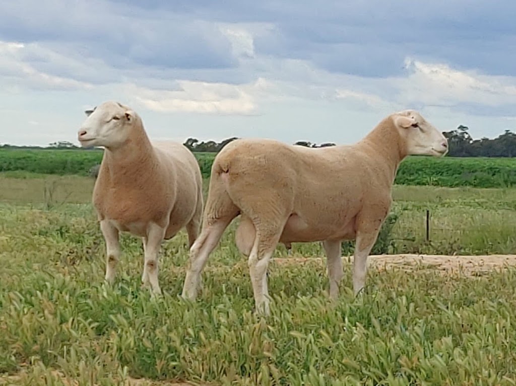 Karoola White Suffolk Stud | 24904 Mid Western Hwy, Hay NSW 2711, Australia | Phone: 0429 856 109