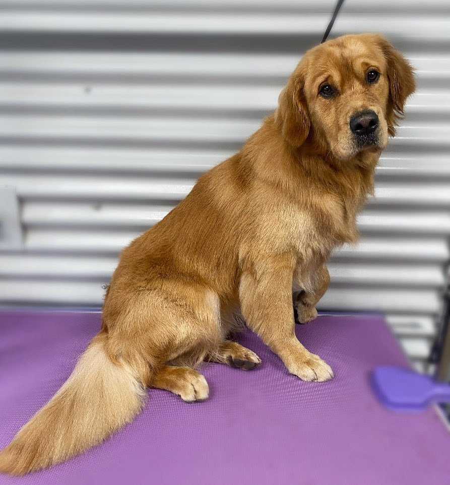 Murphy and Me Dog Grooming | 7 Bell St, Seville VIC 3139, Australia | Phone: 0424 012 033