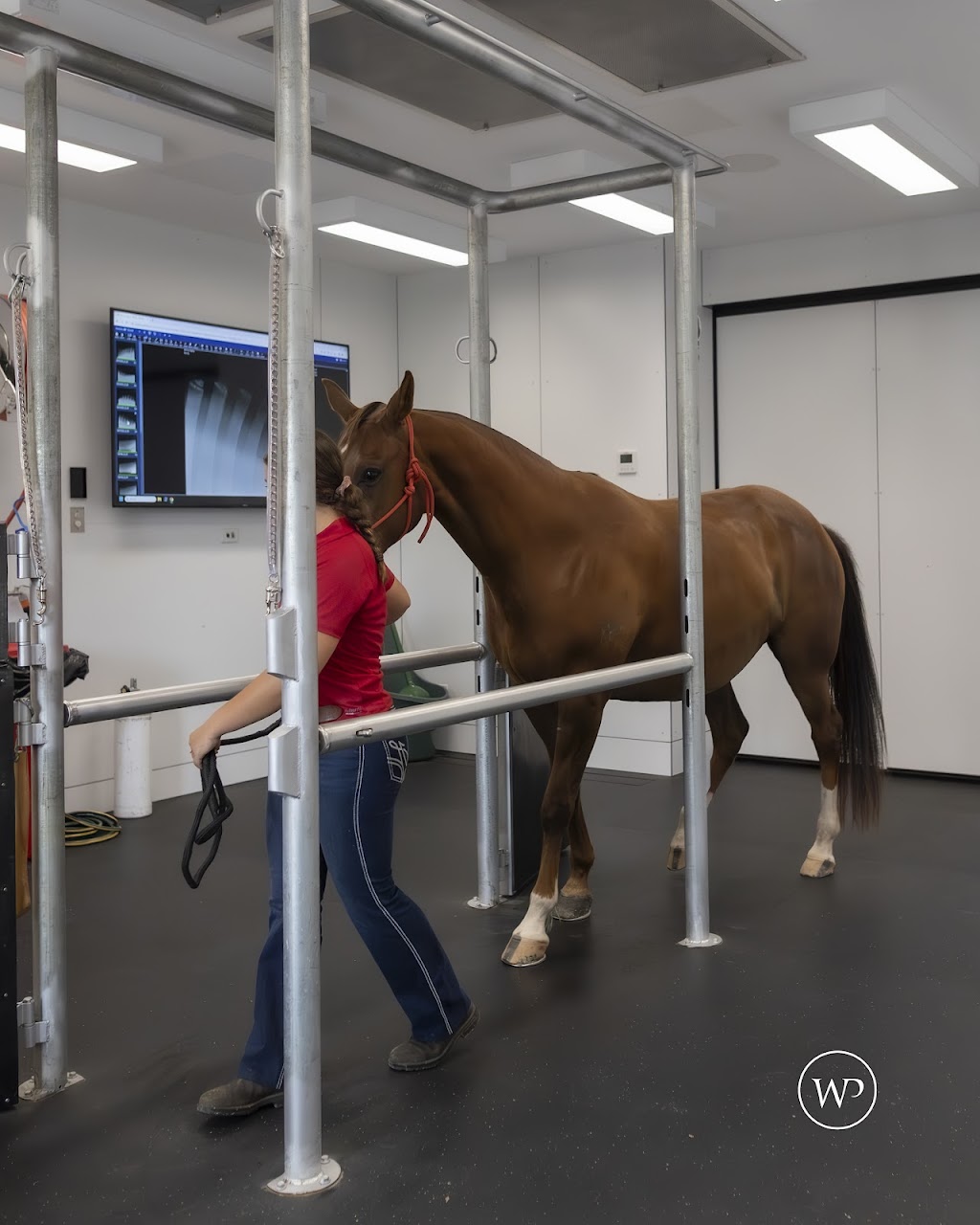 Willinga Park Equine Vet Hospital | 134 Forster Dr, Bawley Point NSW 2539, Australia | Phone: (02) 4405 5658