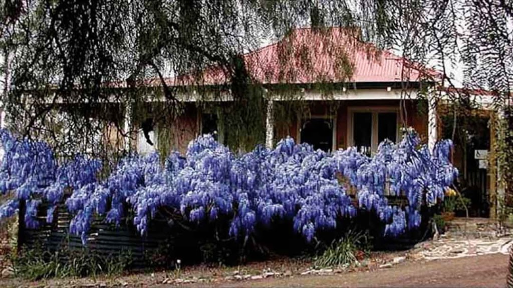 Boyup Brook Accommodation - Tulip Cottage | lodging | Treloar Street, Boyup Brook WA 6244, Australia | 0897651223 OR +61 8 9765 1223