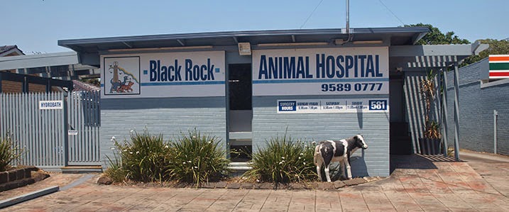Black Rock Animal Hospital | 581 Balcombe Rd, Black Rock VIC 3193, Australia | Phone: (03) 9589 0777
