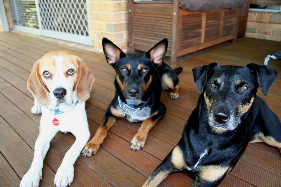 K9 Walkers | 19+ years in business, Ourimbah NSW 2258, Australia | Phone: 0418 224 692