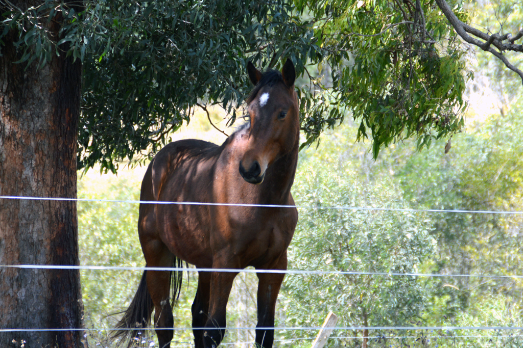 KD Performance Equines | 344 Coleyville Rd, Coleyville QLD 4307, Australia | Phone: 0405 064 944