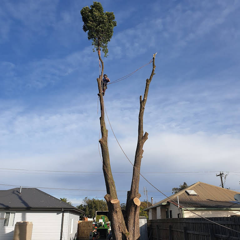 Robs Tree Service | 71 Boulton Cres, Tyers VIC 3844, Australia | Phone: 0419 519 454