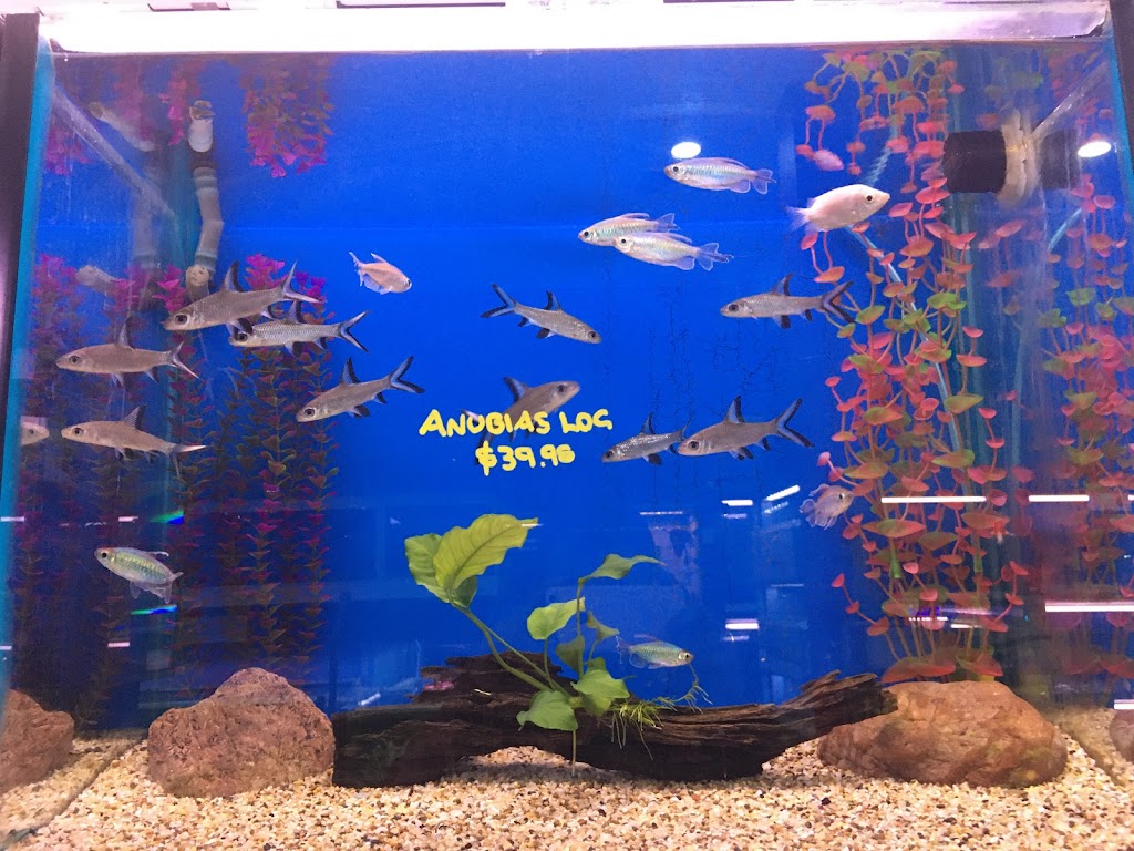 Auburn Aquarium and Terrarium | pet store | A2/121-123 Parramatta Rd, Auburn NSW 2144, Australia | 0296485200 OR +61 2 9648 5200
