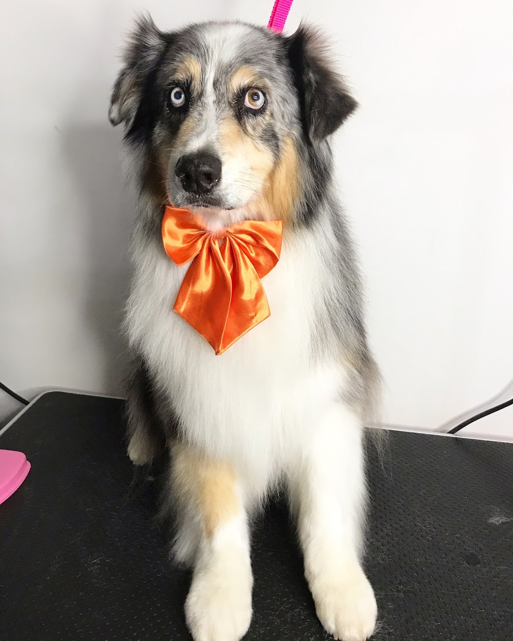 Daisy Dog Pet Grooming | 3 Black Duck Crossing, Kilmore VIC 3764, Australia | Phone: 0422 535 366