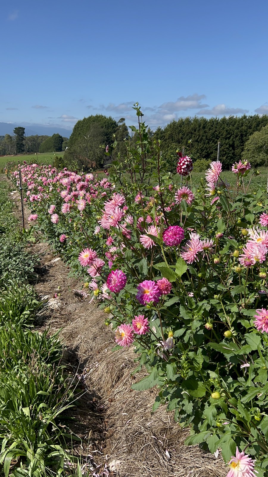Hay Hay Berries | 165 Graham Rd, Wandin East VIC 3139, Australia | Phone: 0425 709 019