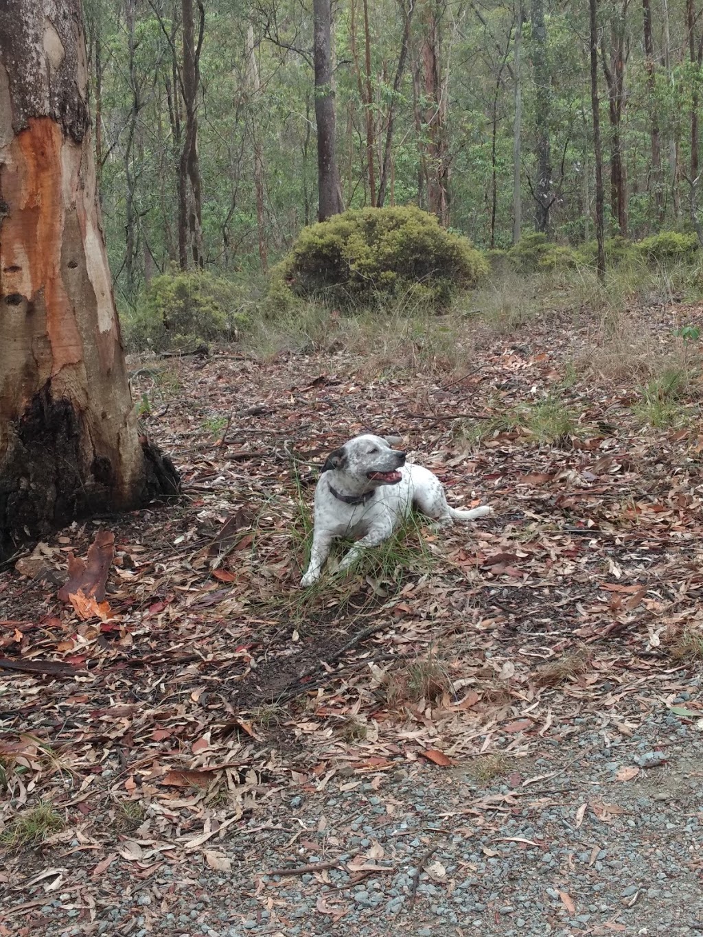 Honeyeater Hiking Track | park | Honeyeater Track, Mount Coot-Tha QLD 4066, Australia