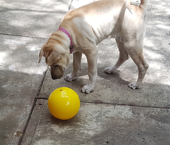 One on One Dog Training |  | 4 Fernwren Ct, Cashmere QLD 4500, Australia | 0414498642 OR +61 414 498 642