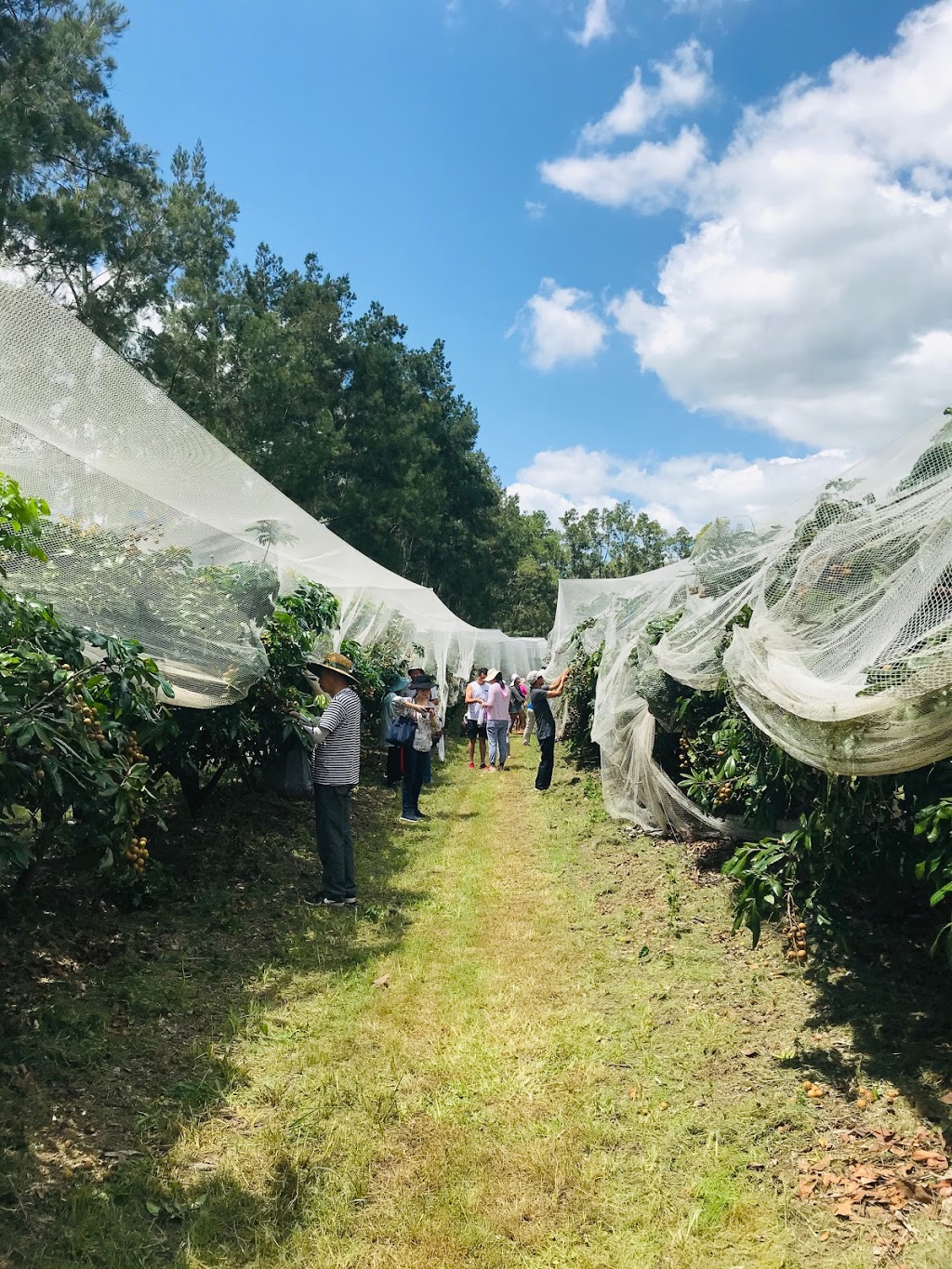 The Longan Farm | 359 Raynbird Rd, Narangba QLD 4504, Australia | Phone: 0478 745 338