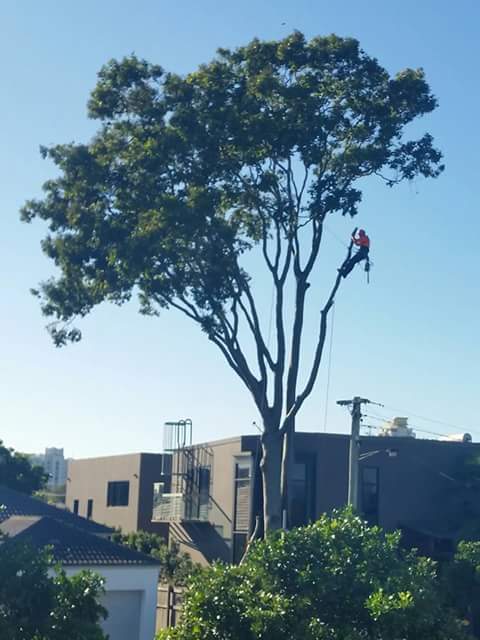 OLeary Tree Contracting | Honeyeater Dr, Greenbank QLD 4124, Australia | Phone: 0450 255 963