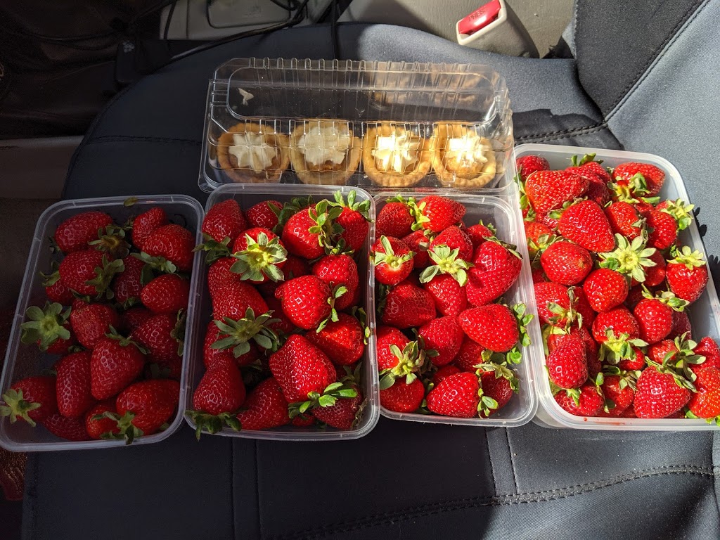 Strawberries on South |  | 40 Doolong S Rd, Wondunna QLD 4655, Australia | 0488125155 OR +61 488 125 155
