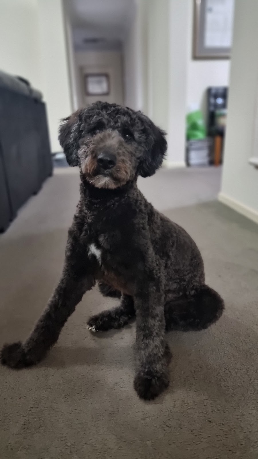 Gramayre Groodles and Poodles | 180 Fords Outlet Rd, Deans Marsh VIC 3235, Australia | Phone: 0448 528 000