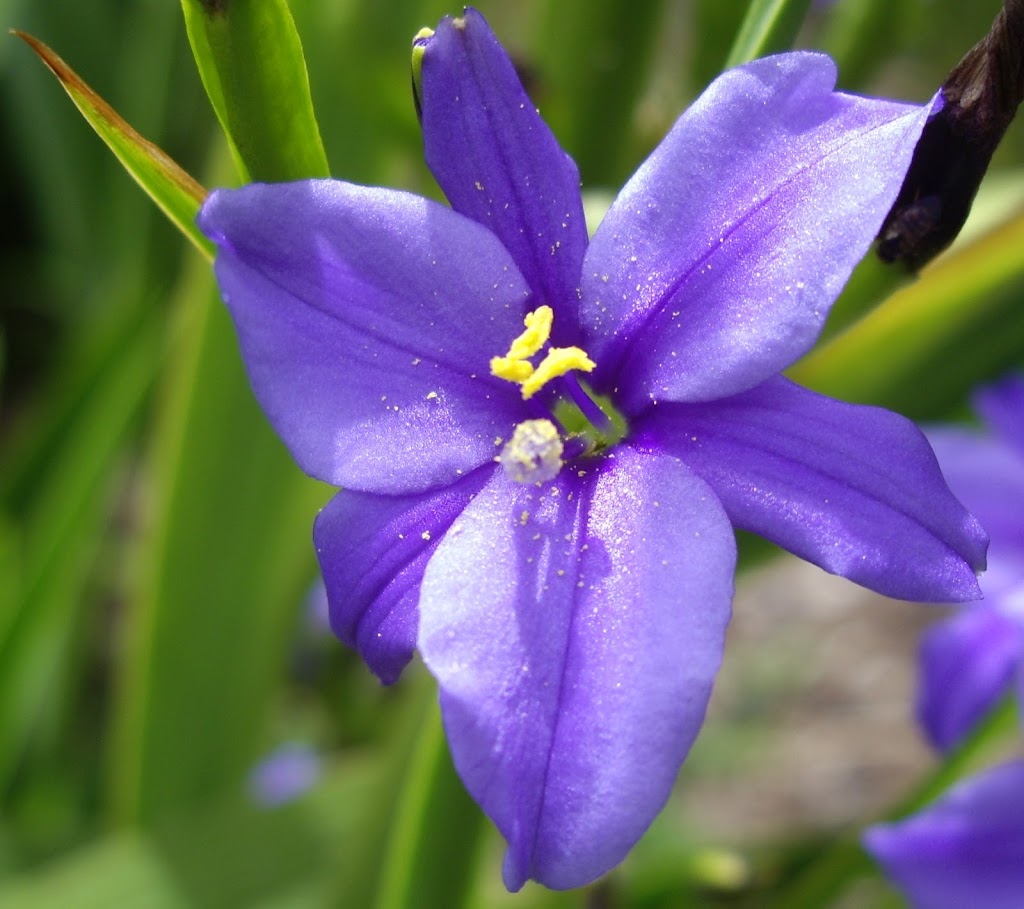 OzTrees Nursery | 569 Warrowie Rd, Irrewarra VIC 3249, Australia | Phone: 0455 988 961