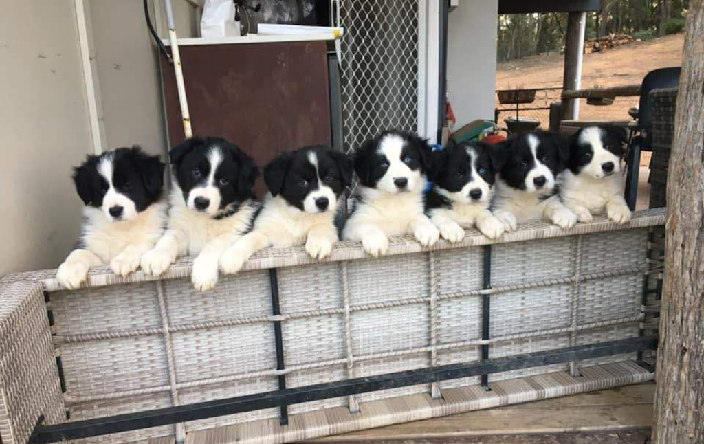 Banaby Park Border Collies | 1329 Bannaby Rd, Bannaby NSW 2580, Australia | Phone: 0418 138 641