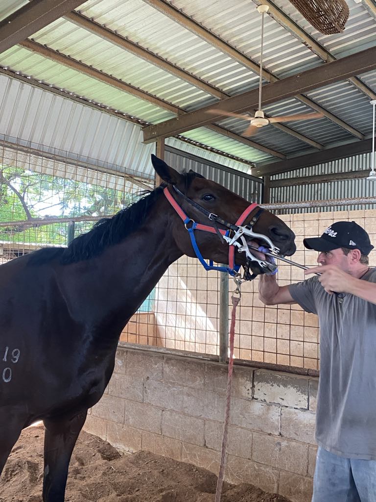 Kenny Grimmond Equine Dentistry | 834 Coramba Rd, Karangi NSW 2450, Australia | Phone: 0428 512 529