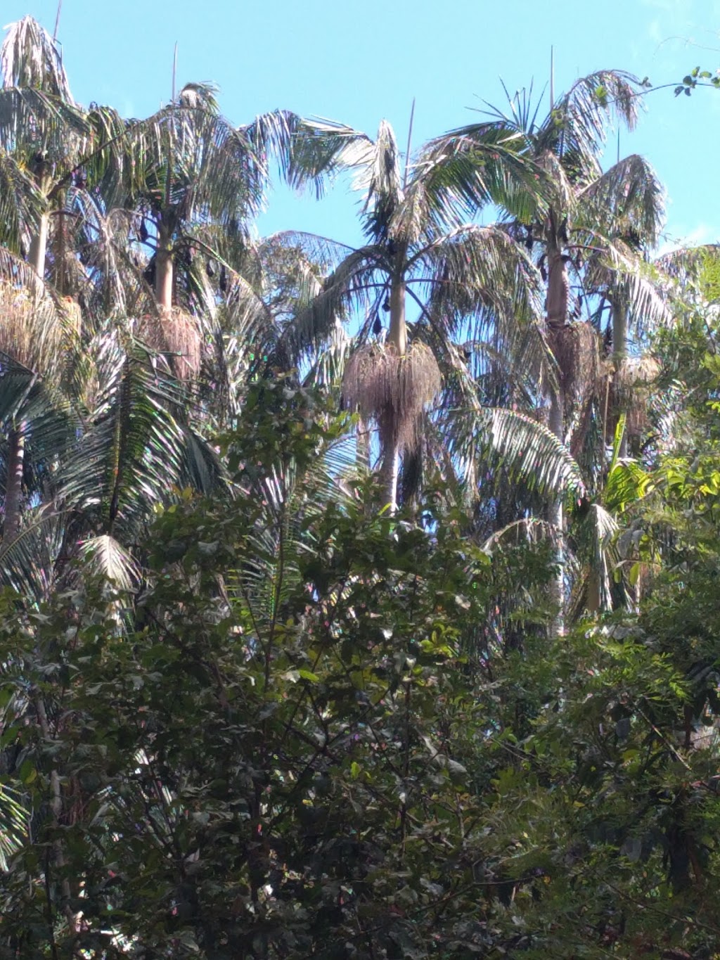 The Palms National Park | Cooyar QLD 4402, Australia | Phone: 13 74 68