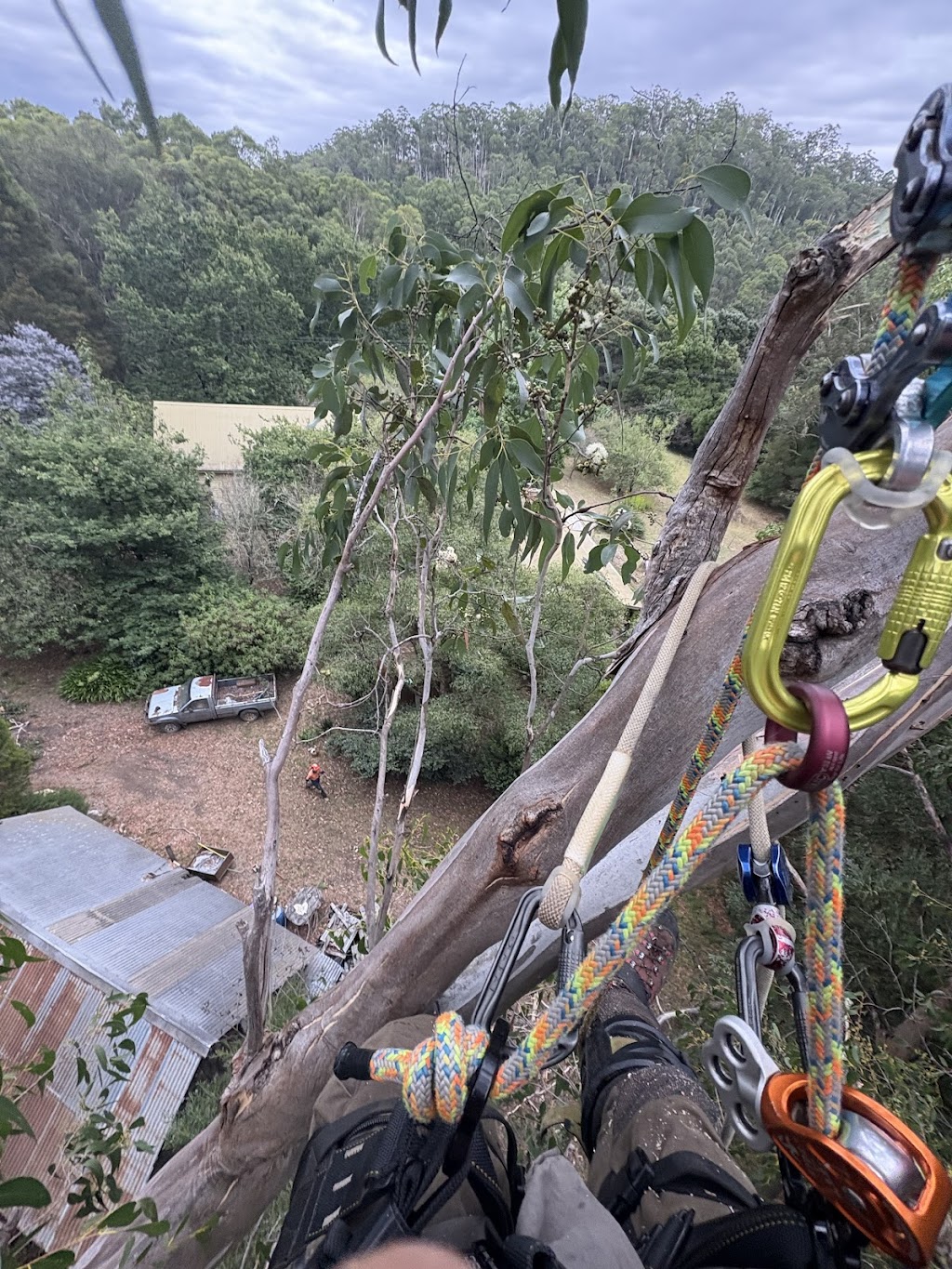 Ridge Tree Services | 2-6 Great Ocean Rd, Lavers Hill VIC 3238, Australia | Phone: 0475 635 016