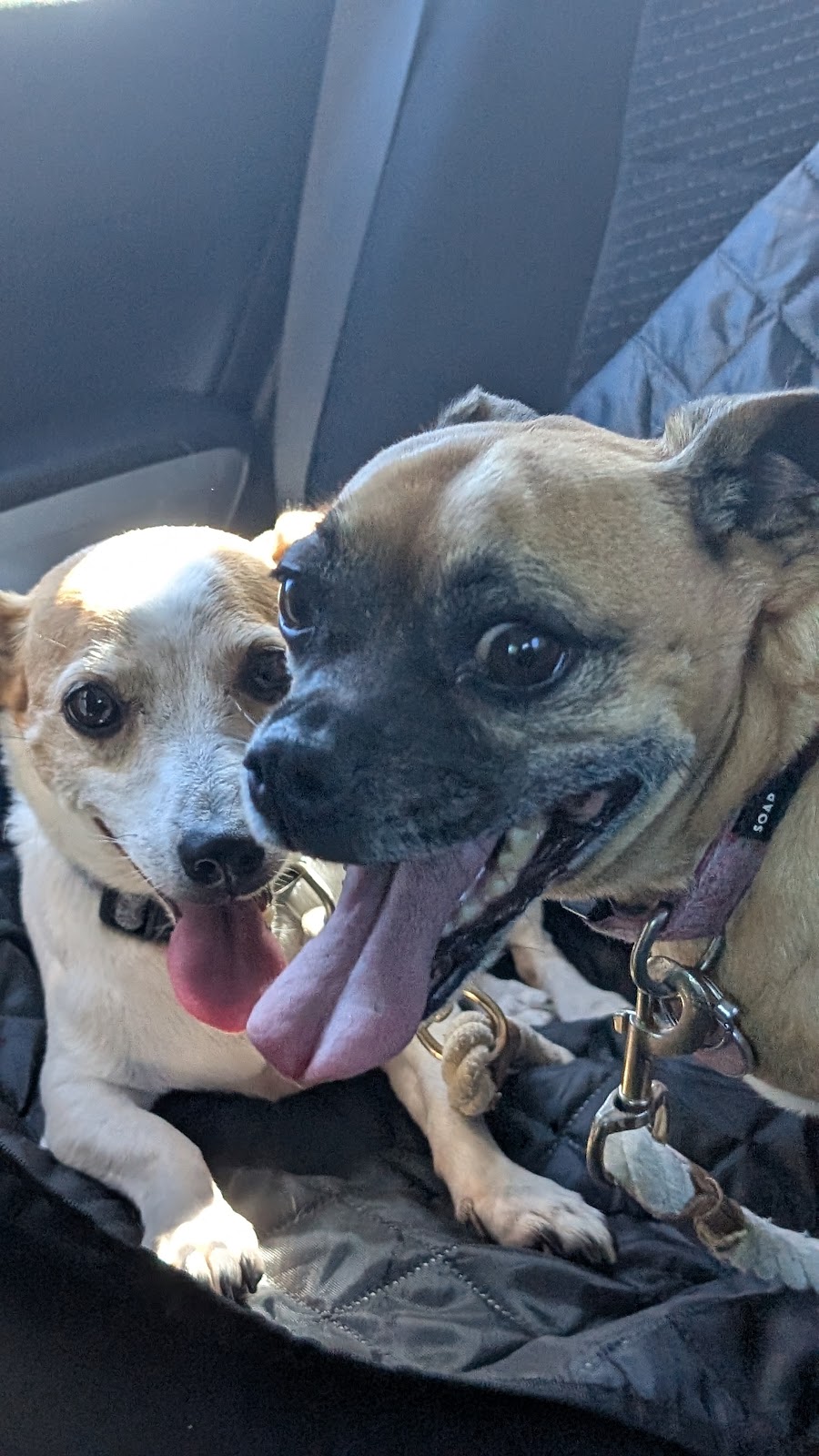 Liams Pet Sitting Gold Coast | Coombabah QLD 4216, Australia | Phone: 0493 407 030