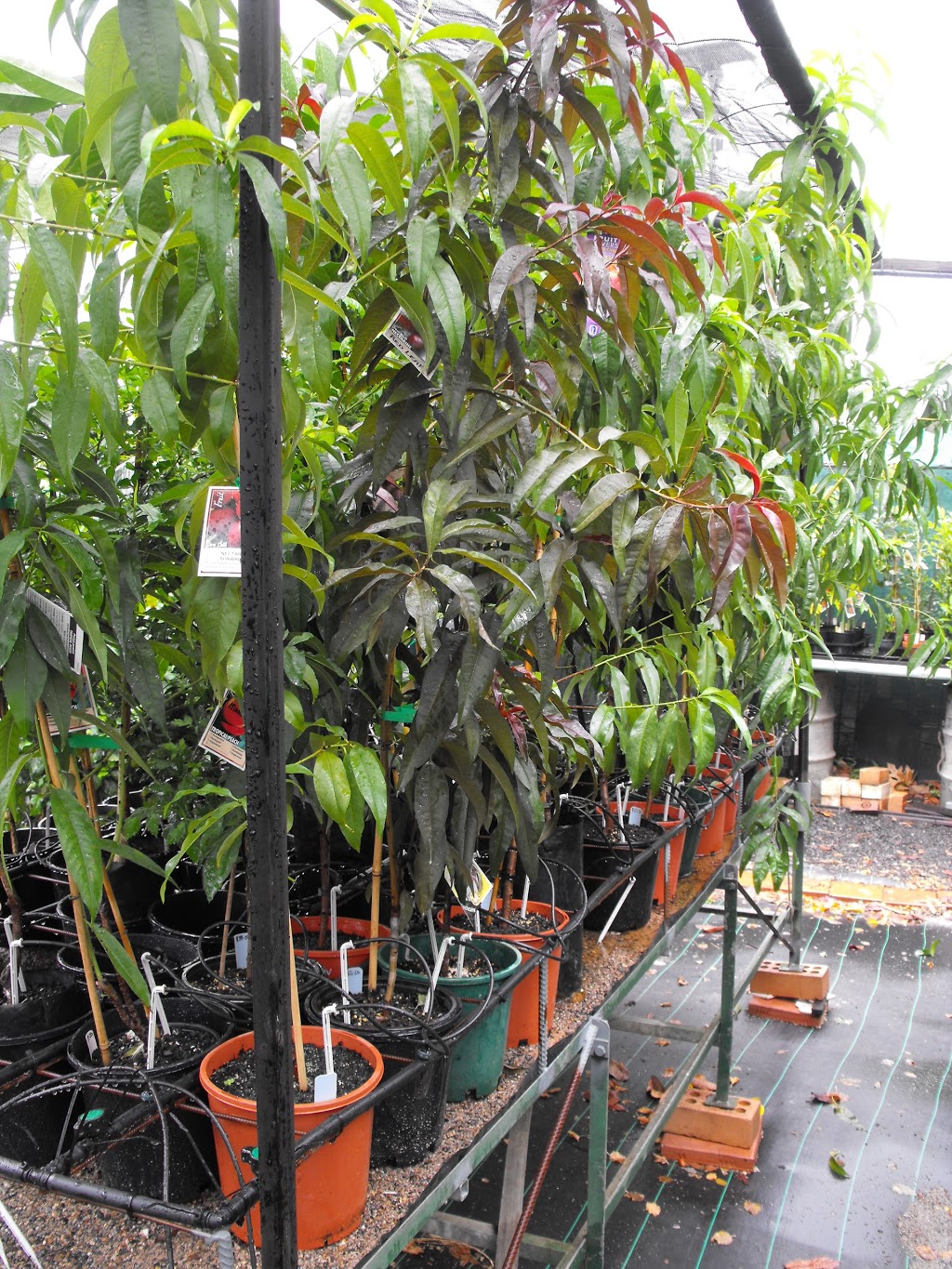 Tallegalla Fruit Trees |  | 19 Cochranes Rd, Tallegalla QLD 4340, Australia | 0754644032 OR +61 7 5464 4032