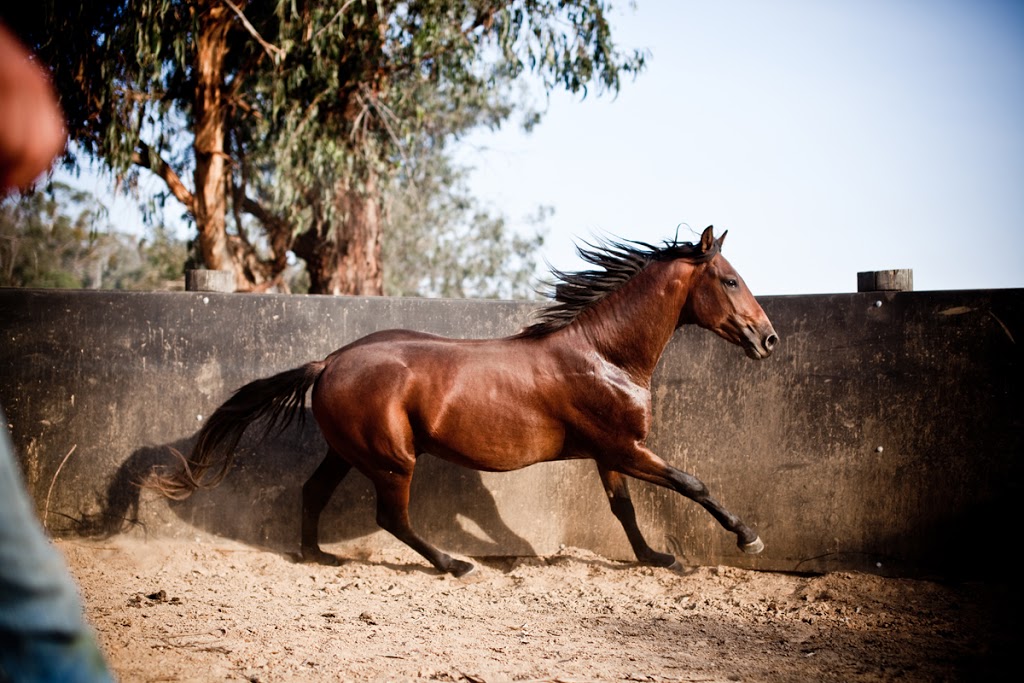 Bogong Horseback Adventures | travel agency | 52 Fredas Ln, Tawonga VIC 3697, Australia | 0357544849 OR +61 3 5754 4849