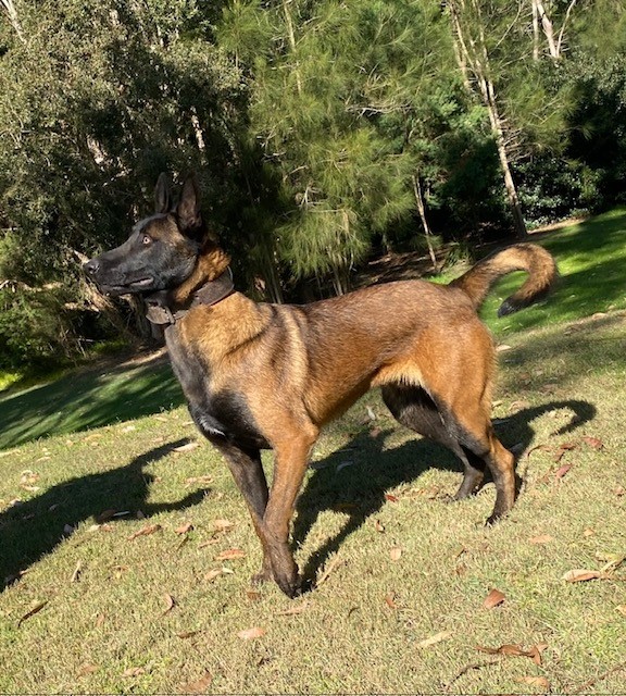 Malinois Ridge | 63 Anderson Rd, Grattai NSW 2850, Australia | Phone: 0466 601 555