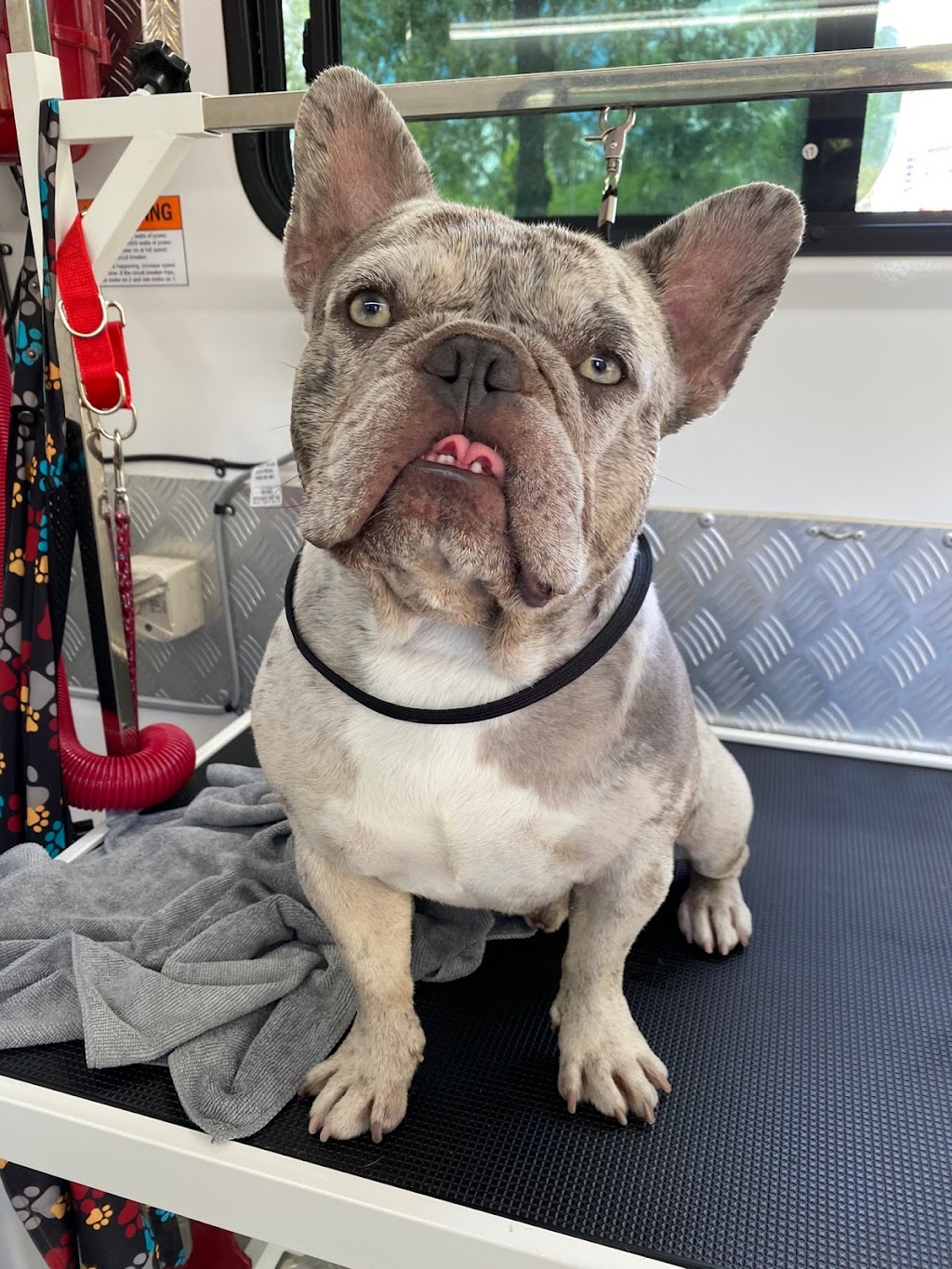 The Happy Groomer | 1 Cedar Vale Rd, Cedar Vale QLD 4285, Australia | Phone: 0412 770 213