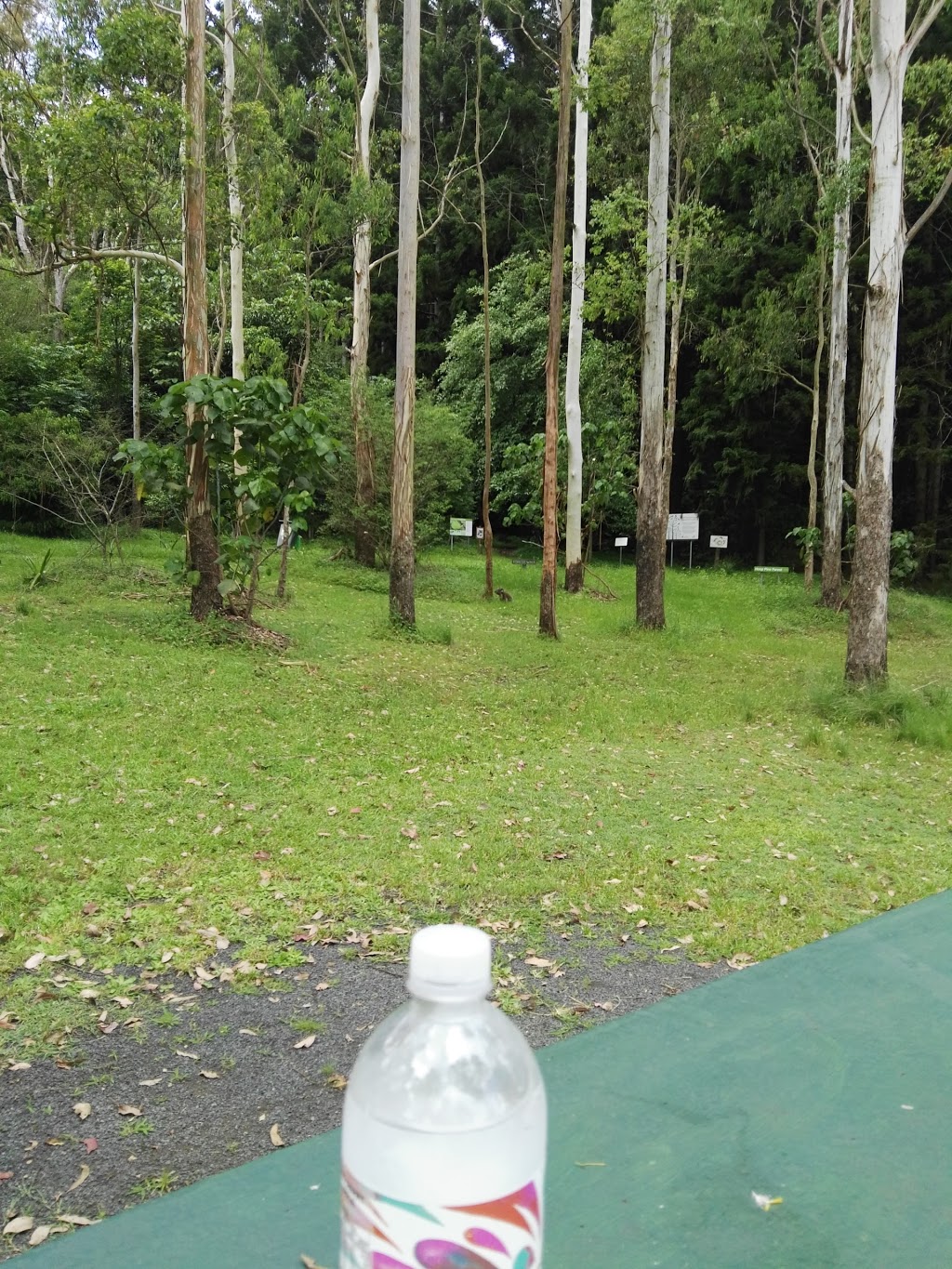Lismore Rainforest Botanic Gardens | park | Wyrallah Rd, Monaltrie NSW 2480, Australia | 0415960284 OR +61 415 960 284