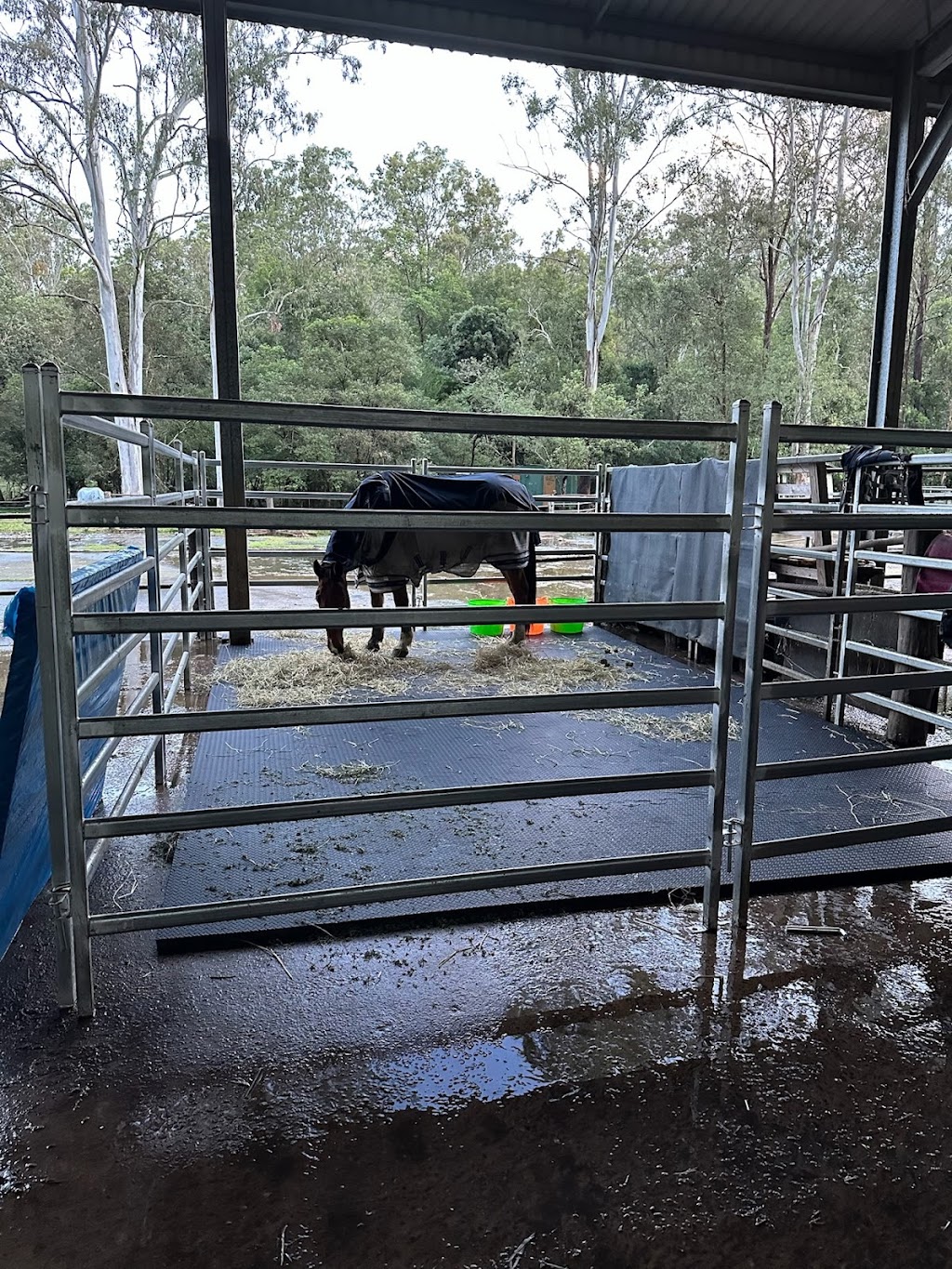 Stable Mattes | 189 Moorina Rd, Moorina QLD 4506, Australia | Phone: 0409 334 398
