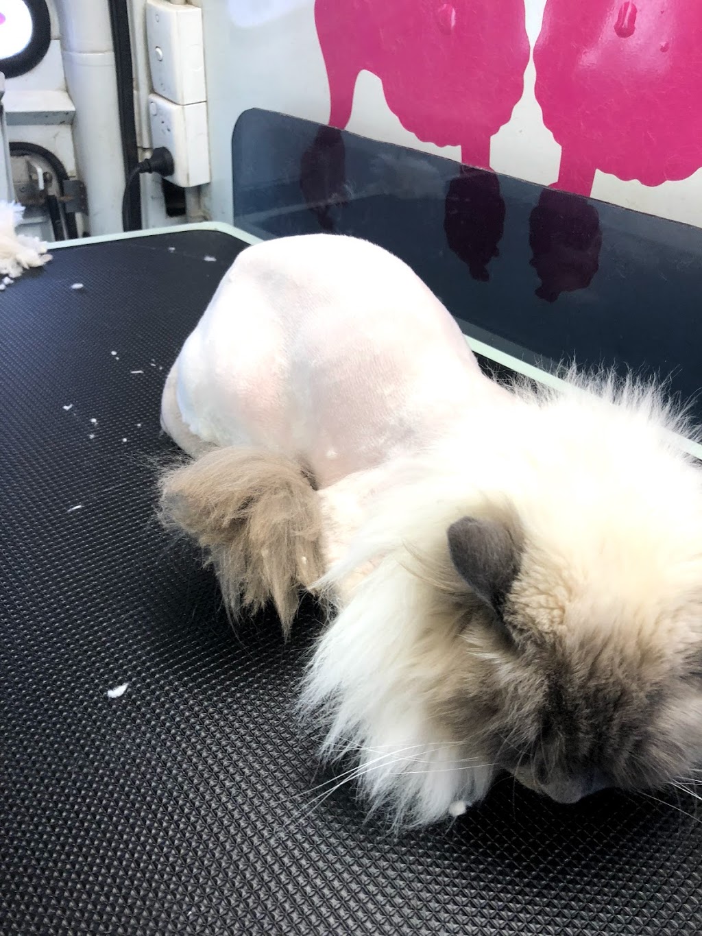 The fur salon mobile dog &cat grooming | 22 Kelly St, Austral NSW 2179, Australia | Phone: 0435 204 824