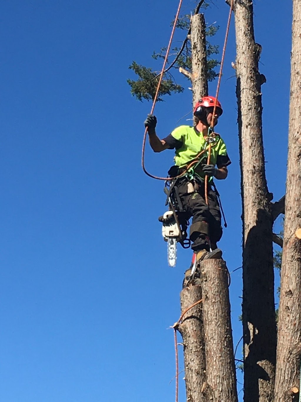 Ultimate Arbor | 406 Glenrowan Rd, Wangaratta South VIC 3678, Australia | Phone: 0477 776 131