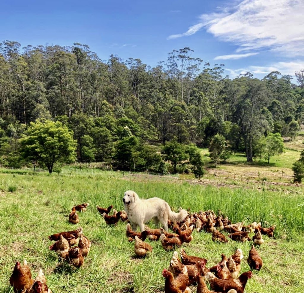 Wootton Green Pastures Farm |  | 840 Wattley Hill Rd, Topi Topi NSW 2423, Australia | 0427662363 OR +61 427 662 363
