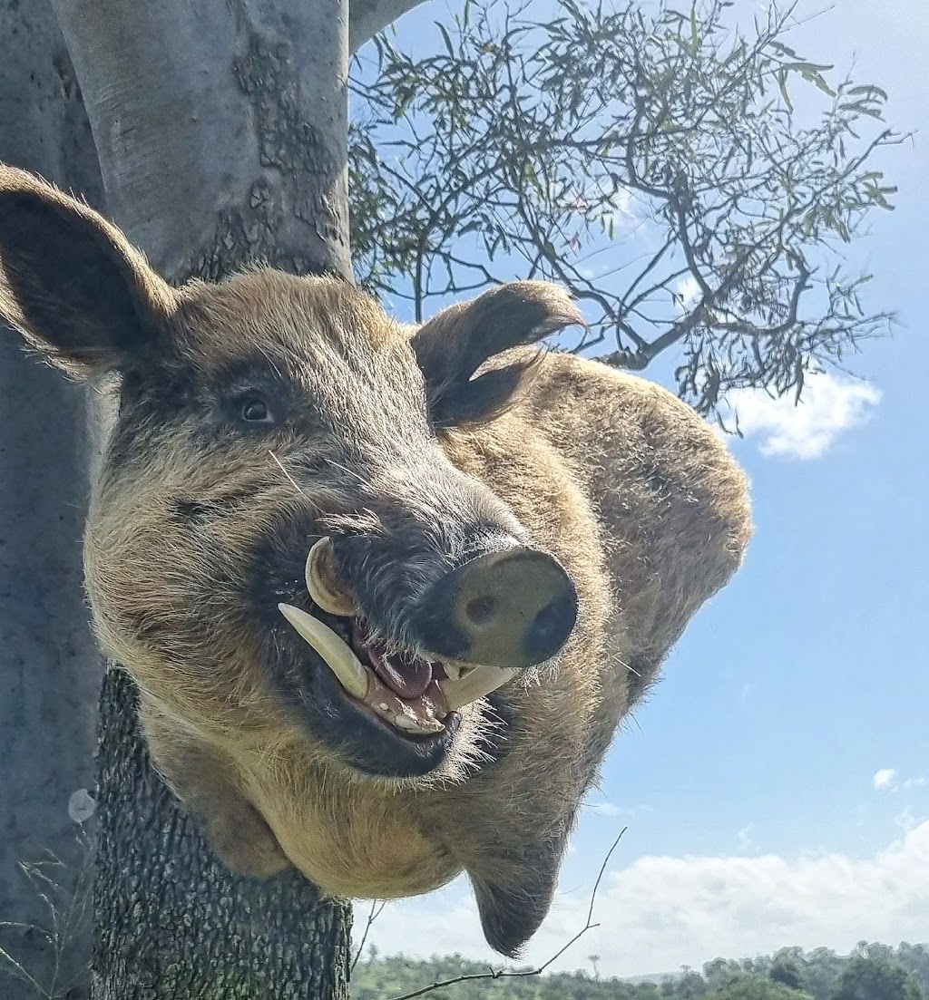 Riverleigh Taxidermy | 6706 National Highway 15, Aratula QLD 4309, Australia | Phone: (07) 5463 8512
