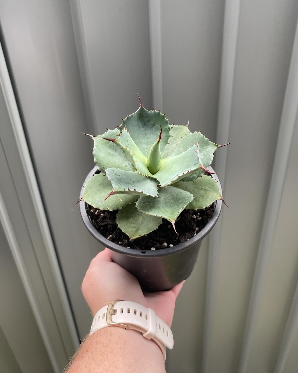 Potted With Love | 54 Currajong St, Evans Head NSW 2473, Australia | Phone: 0466 333 414
