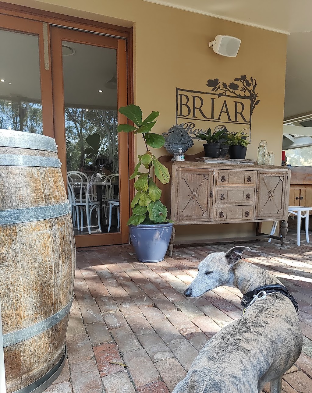 Briar Ridge Osteria | 593 Mount View Rd, Mount View NSW 2325, Australia | Phone: (02) 4990 3670