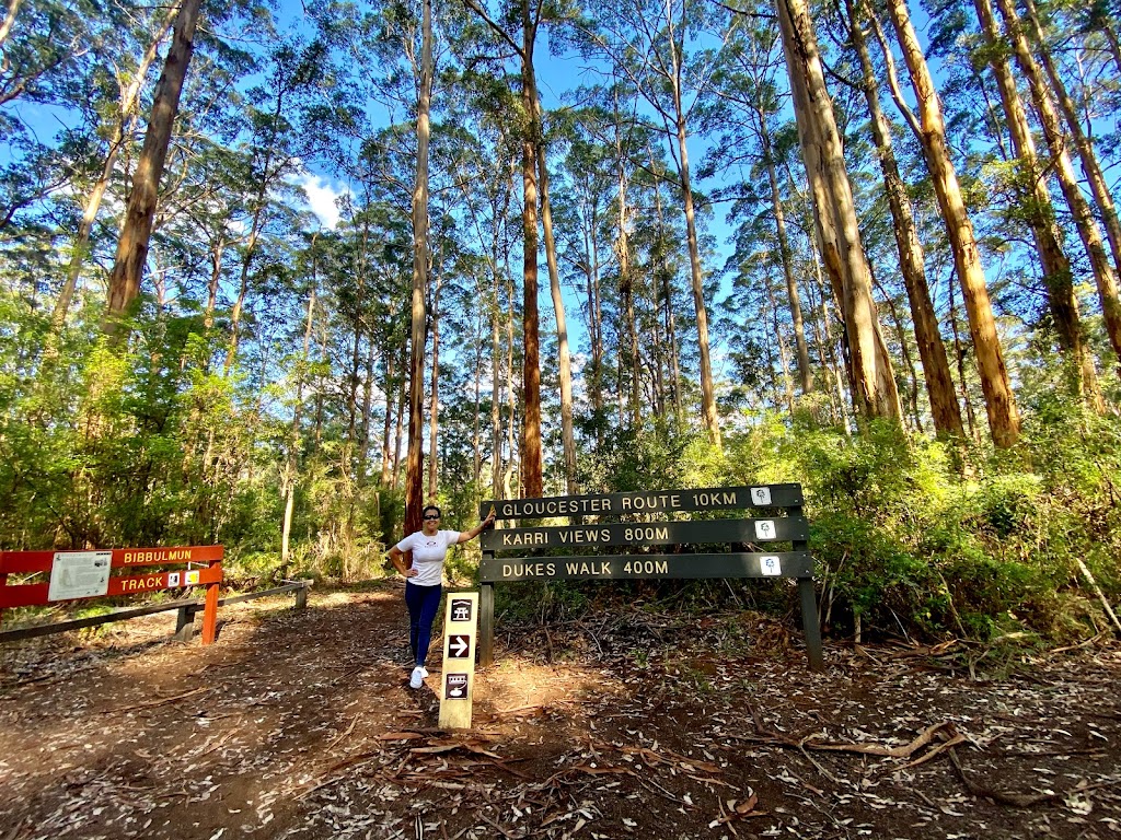 Gloucester Tree | tourist attraction | Burma Rd, Pemberton WA 6260, Australia | 0897761207 OR +61 8 9776 1207