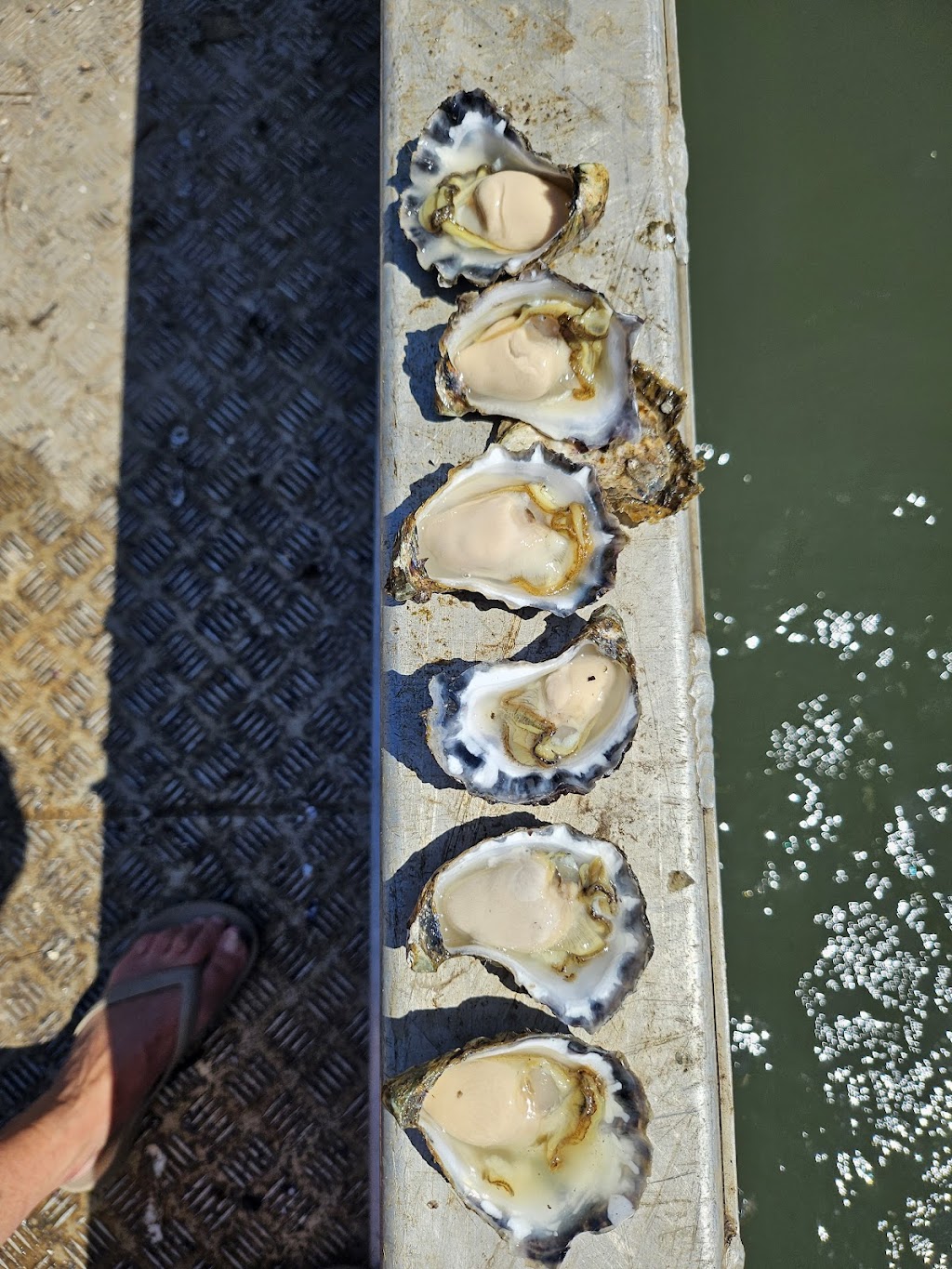 bodalla rock oysters | 58 Lyrebird Pl, Bodalla NSW 2545, Australia | Phone: 0439 575 518
