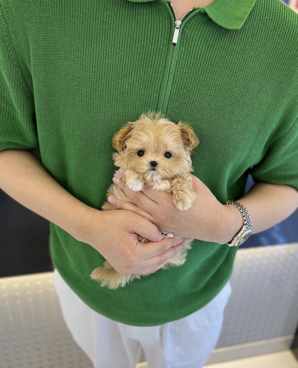 Toys and teacup yorkies for sale | 187 Windsor St, Woodford QLD 4514, Australia | Phone: (02) 7908 4282