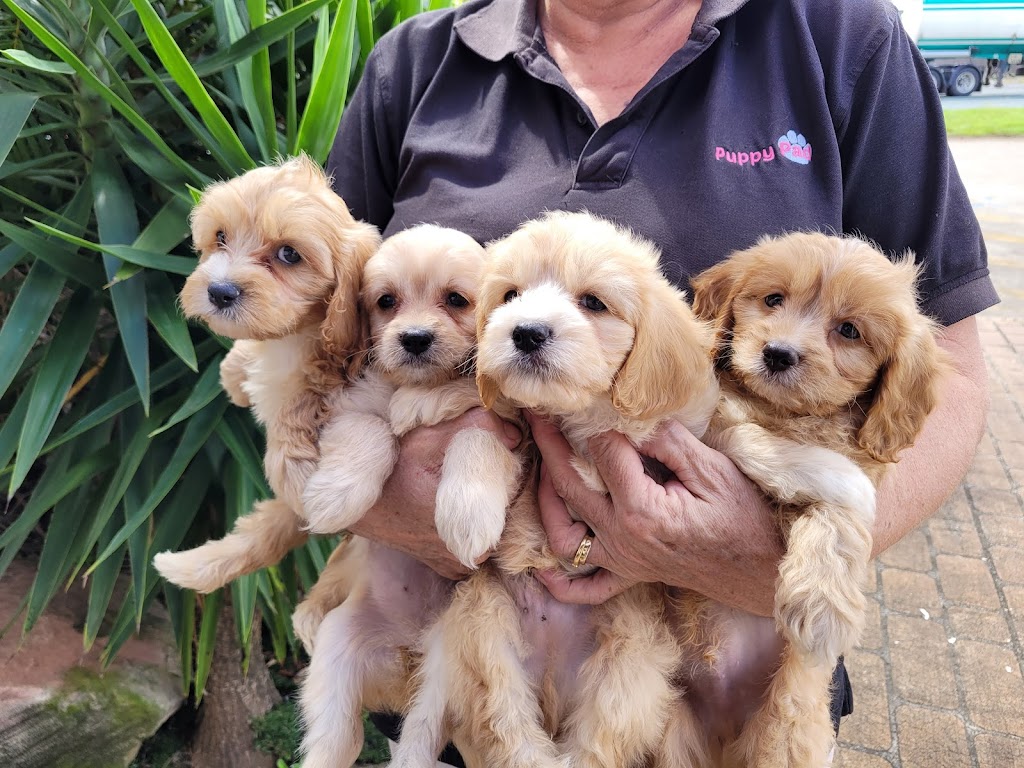 Puppies Brisbane | Smith Rd, Park Ridge South QLD 4125, Australia | Phone: 0407 073 244