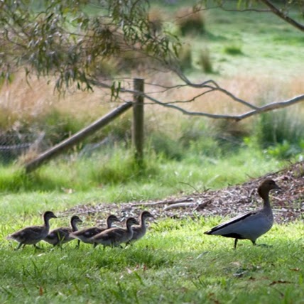 Annies Holiday Units | lodging | Gorge Road, Beechworth VIC 3747, Australia | 0357281500 OR +61 3 5728 1500