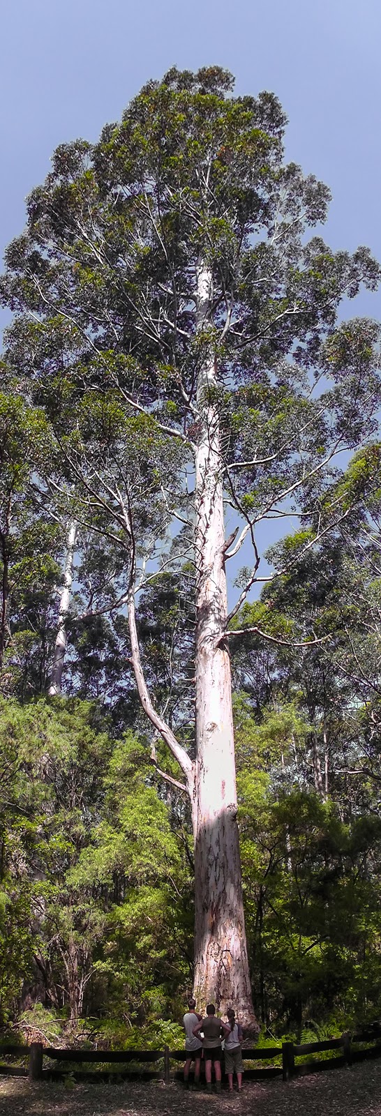 Boorara Tree | Boorara Brook WA 6262, Australia