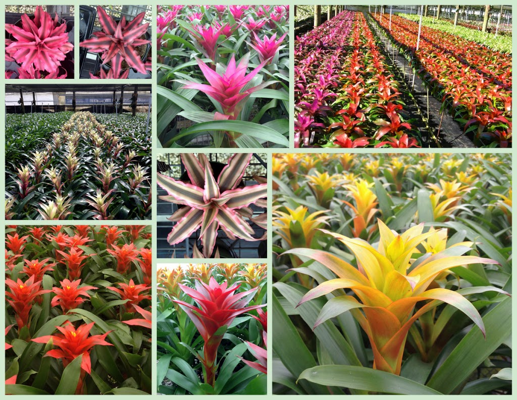 Flowers Plants & Stuff | 22 Victor Harbor Rd, Mount Compass SA 5210, Australia | Phone: 0467 527 723