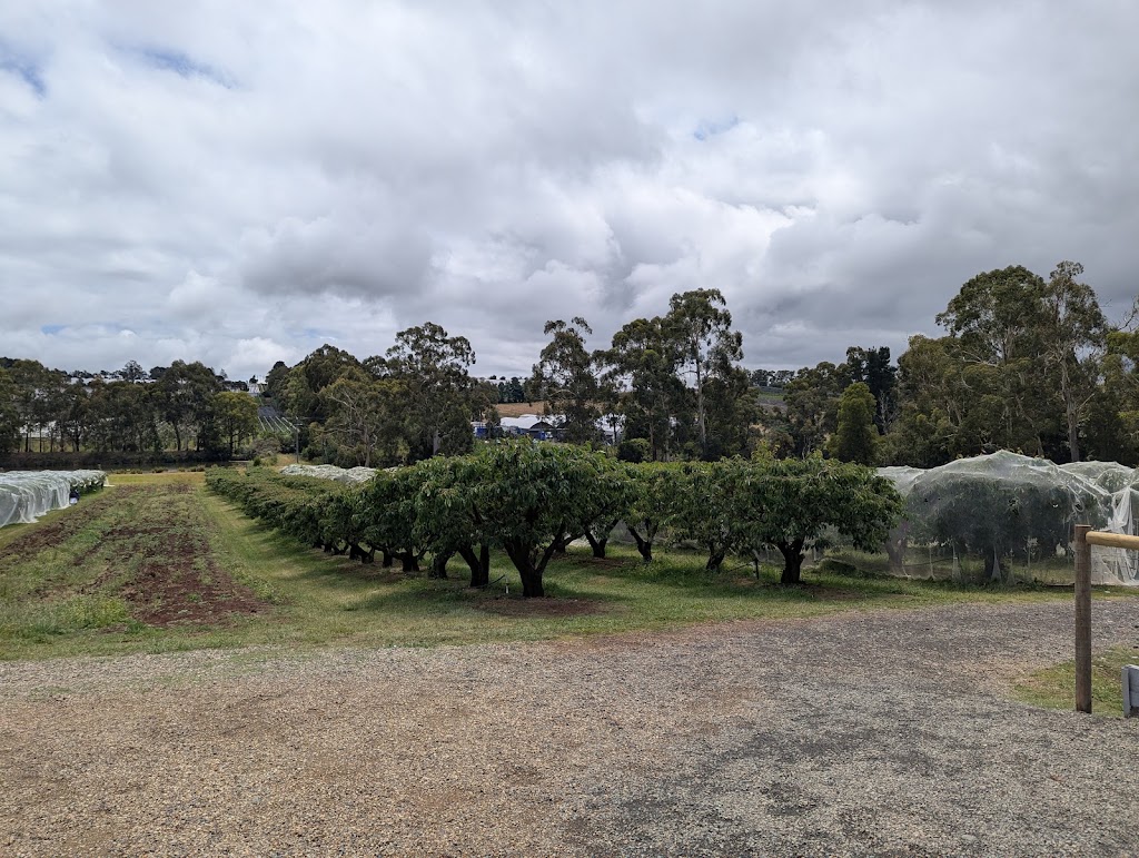 U pick Cherries | 55 George Rd, Silvan VIC 3795, Australia | Phone: (03) 9737 9400