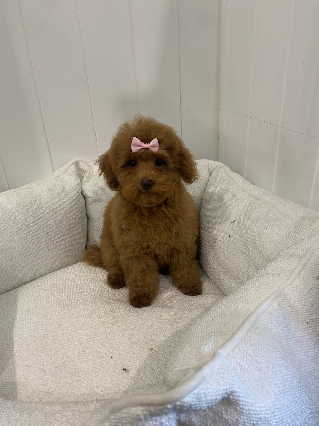 Suds N Pups | 10 Everett Pl, Annangrove NSW 2156, Australia | Phone: 0494 034 828