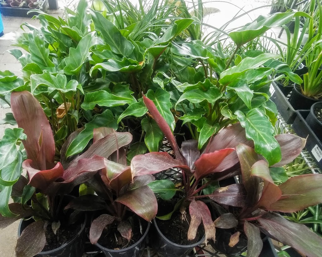 Pots Plants | 3 Binda Dr, Cranley QLD 4350, Australia | Phone: 0477 161 560