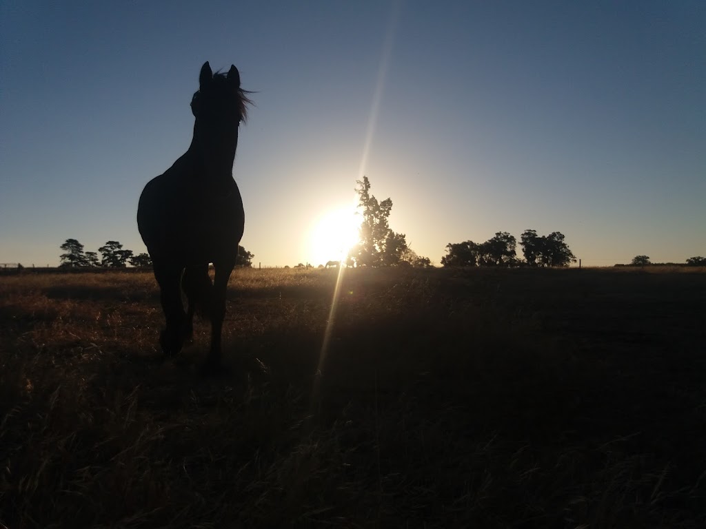 Antyk Equestrian Service | 1498 Greenbushes-Boyup Brook Rd, Catterick WA 6255, Australia | Phone: 0407 427 536