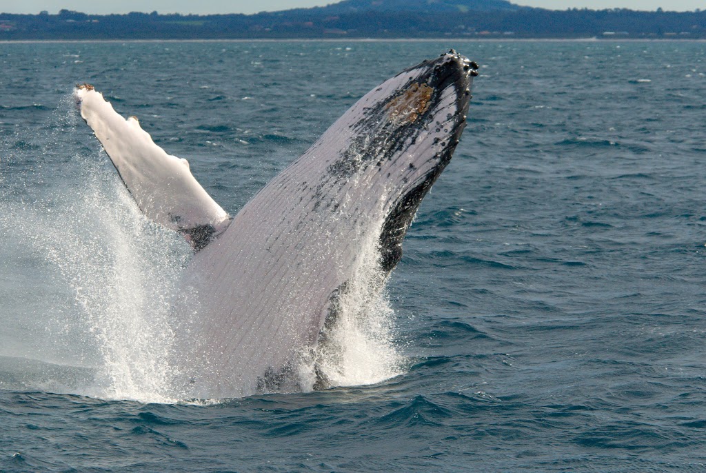 Albany Ocean Adventures | travel agency | 5/A Toll Pl, Albany WA 6330, Australia | 0428429876 OR +61 428 429 876